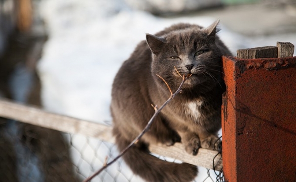 Погода 23 и 24 февраля в Новосибирске: идеальные выходные