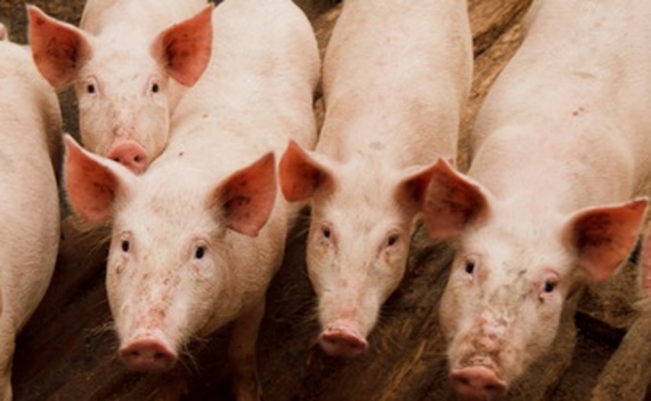 Корова усыновила поросят в Кочковском районе