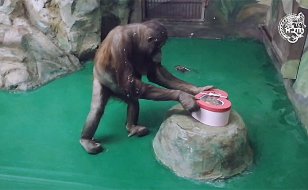 Влюбленные обезьяны отметили День святого Валентина