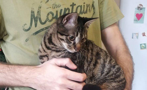 Милота и девять жизней: День кошек в Новосибирске