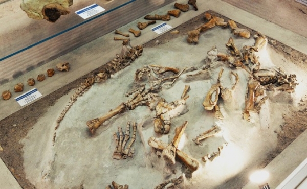 Динозавры из Кузбасса появились в новосибирском музее природы