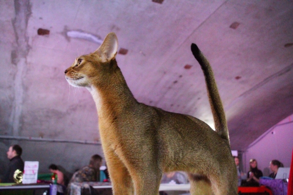 Самые милые котики Новосибирска на выставке 8 марта