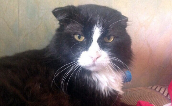 Милота и девять жизней: День кошек в Новосибирске