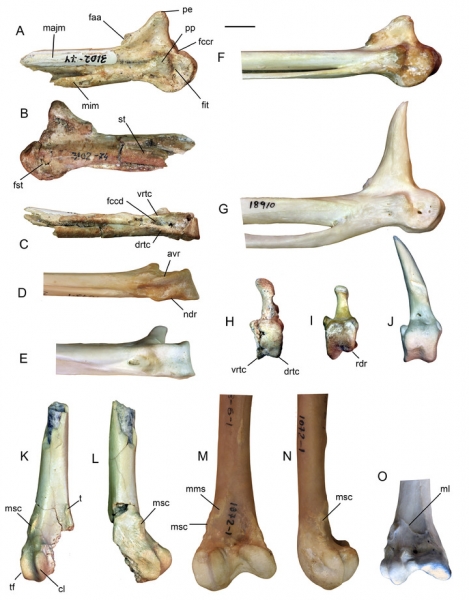 Российский ученый обнаружил дальнего предка гусей-лебедей