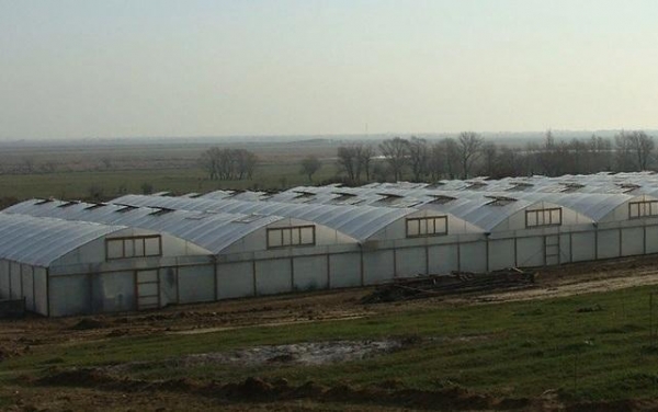 Более тысячи обысков проведены в теплицах Дагестана