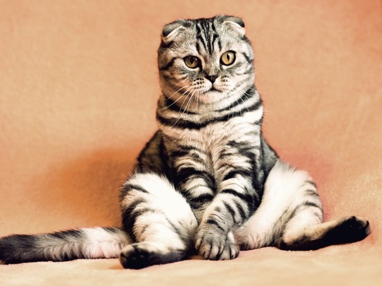 День кошки: правда и мифы о «мистическом» животном