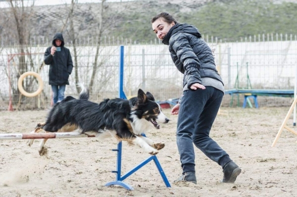 В донской столице определили &laquo;Мисс Аджилити&raquo; и &laquo;Мистера Икс&raquo; в кинологическом спорте