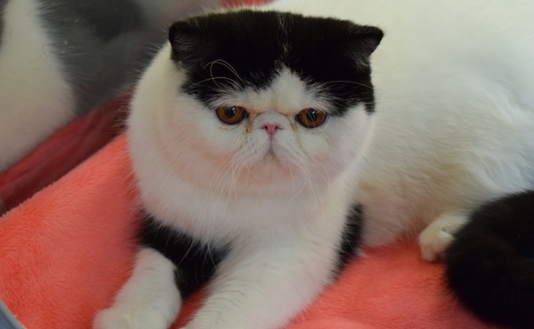 Милота и девять жизней: День кошек в Новосибирске