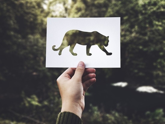 Названа главная причина вымирания животных за 500 лет