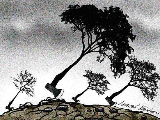 Леса в России уничтожают и легально, и нелегально