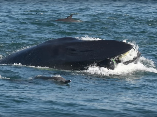 Попытка кита скушать дайвера попала на видео