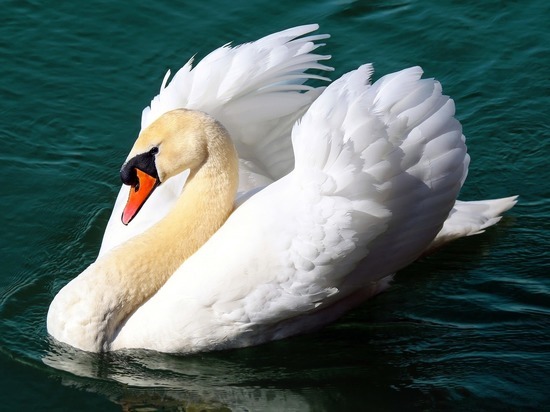 Российский ученый обнаружил дальнего предка гусей-лебедей