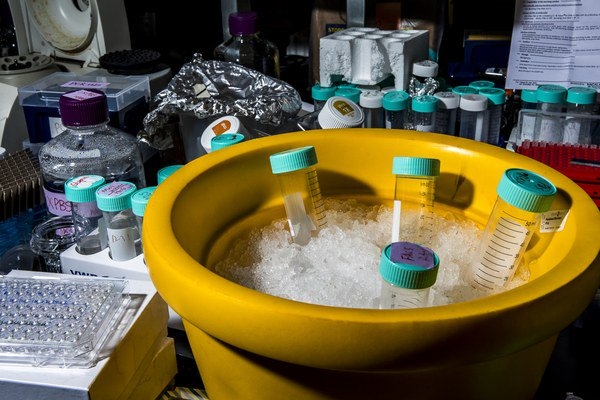 Выращивать человеческие органы у свиней. Что может пойти не так?