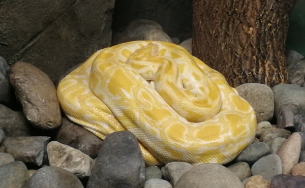 Питон-альбинос устроила кладку огромных яиц в Новосибирском зоопарке