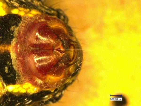 Паучий шелк предложили использовать в качестве мышц роботов