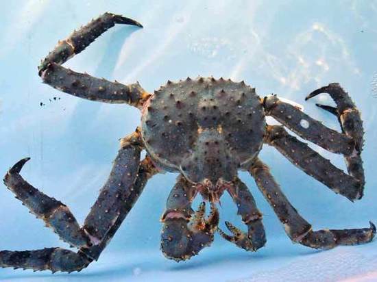 Аукционы погубят краба