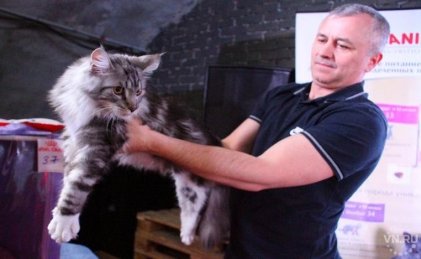 Самые милые котики Новосибирска на выставке 8 марта