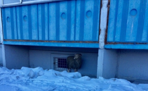 Овечка пряталась под балконом многоэтажки в Новосибирске