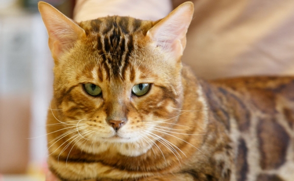 Милота и девять жизней: День кошек в Новосибирске