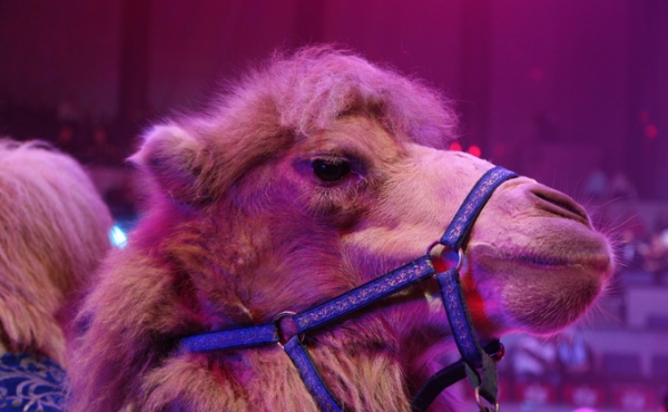 Цирк с королевским размахом приехал в Новосибирск