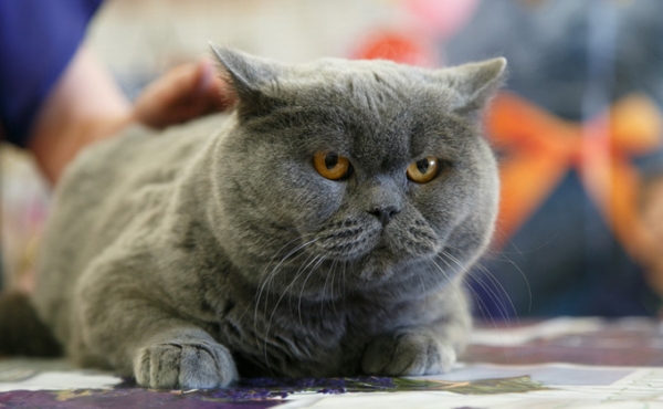 Милота и девять жизней: День кошек в Новосибирске