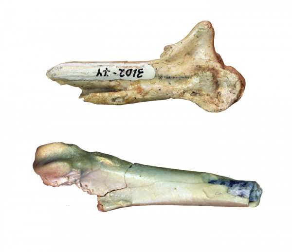 Российский ученый обнаружил дальнего предка гусей-лебедей
