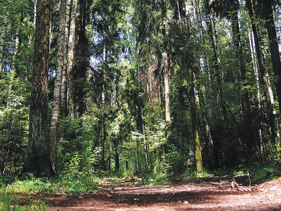 Экология бизнес «Роснефти»