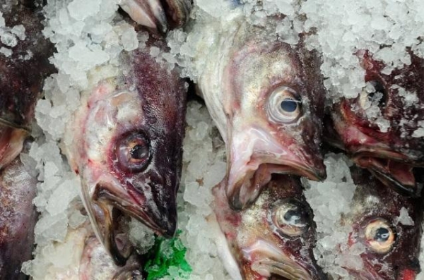 На Кубани изъята партия незаконно выловленной рыбы, занесенной в Красную книгу России