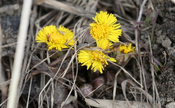 Новосибирск встречает весну-2019