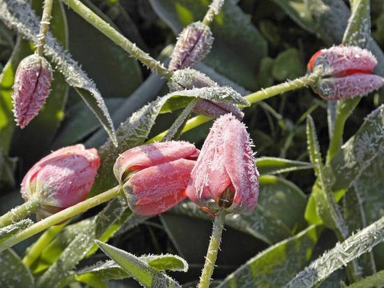 Россиянам напомнили о майских праздниках