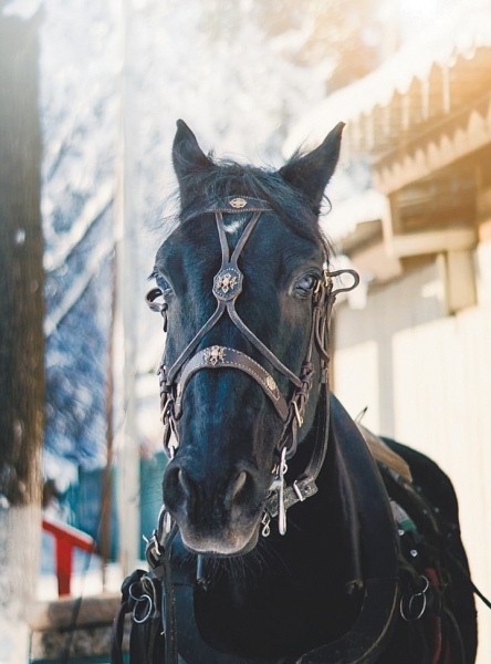 Кокс в Большом театре: лошадиная жизнь на сцене проходит бурно