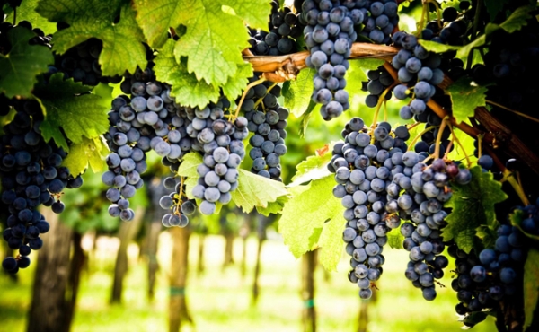 Вино &ndash; это особое искусство