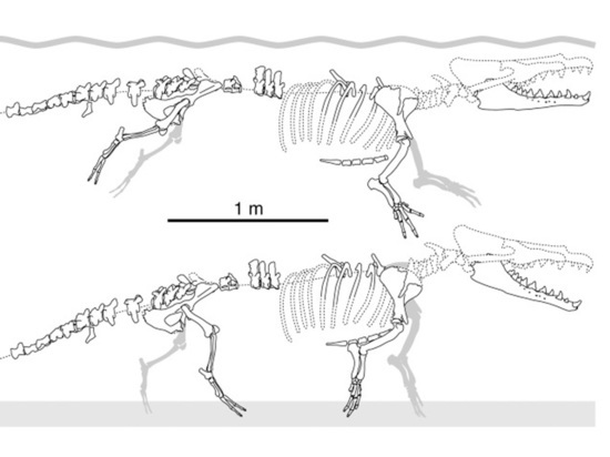 В Перу нашли окаменелого четвероногого кита