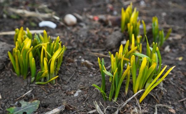 Новосибирск встречает весну-2019
