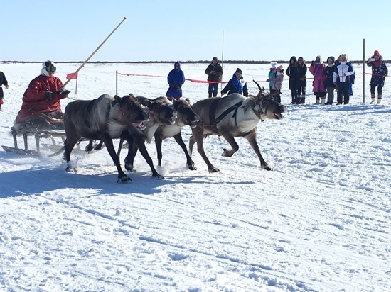 День оленевода в Ныде отметили катанием в упряжках и тройным прыжком