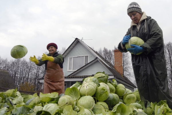 Назван сильней всего подорожавший продукт: это капуста