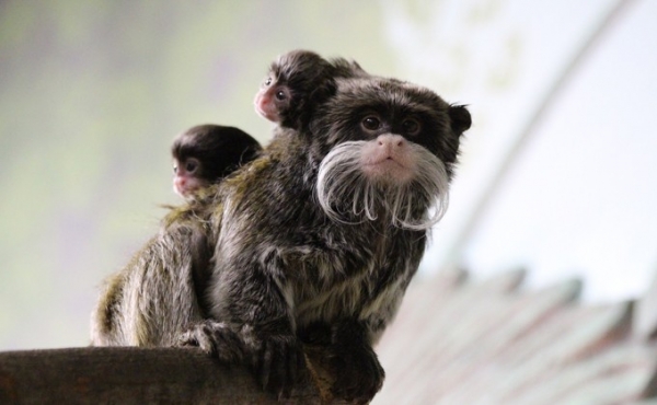 Апрельские детеныши-2019 в Новосибирском зоопарке