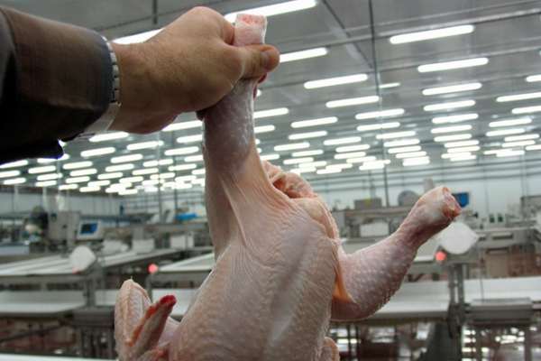 Низкое качество по доступной цене: что покупают россияне вместо курятины