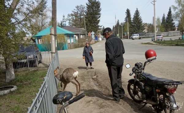 Косуля застряла головой в ограде посреди Кыштовки