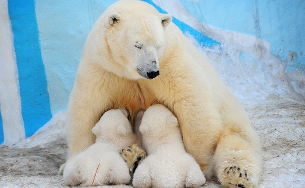 Топ-10 имен для белых медвежат назвал Новосибирский зоопарк