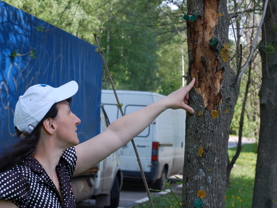 Сотрудников парков научат правильно искать вредителей деревьев
