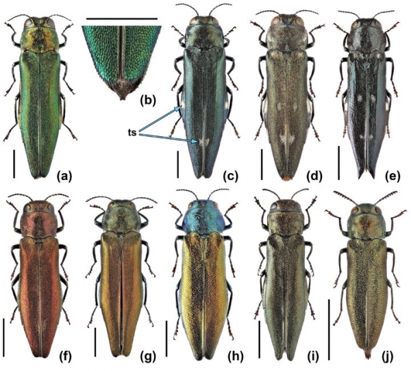 Сотрудников парков научат правильно искать вредителей деревьев