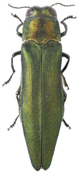 Сотрудников парков научат правильно искать вредителей деревьев