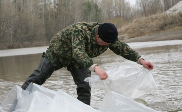 Сазана на продажу разводят в Здвинском районе