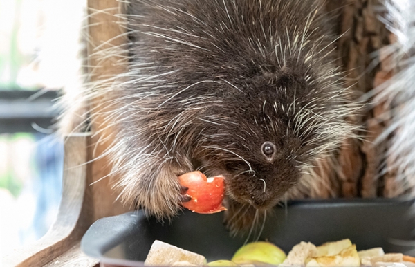 Уязвимые грызуны с тысячами иголок появились в Новосибирском зоопарке