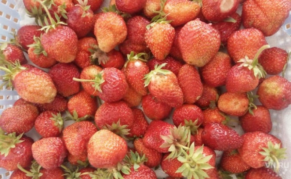 Землянику начали массово собирать в Новосибирской области