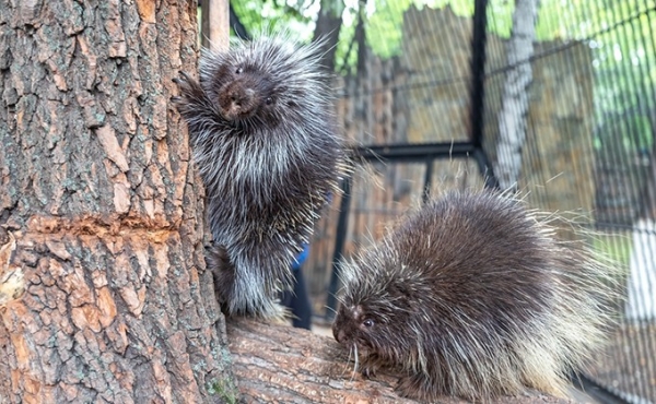 Уязвимые грызуны с тысячами иголок появились в Новосибирском зоопарке