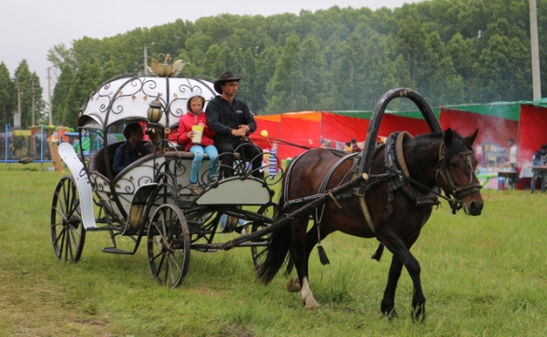 Скачки на строптивых лошадях устроили черепановцы 