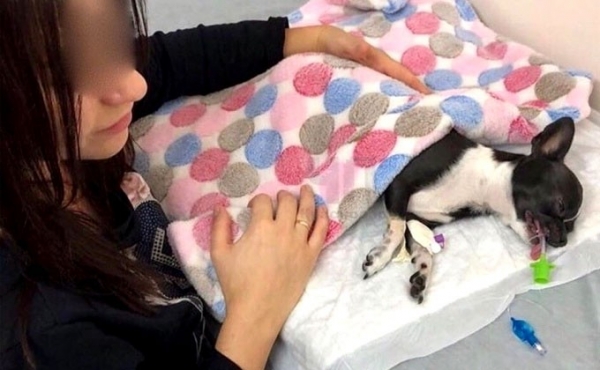 Песик - футбольный мяч разделил новосибирцев на два лагеря