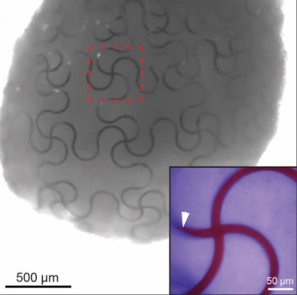 Ученые вырастили клетки со вживленной в них электроникой